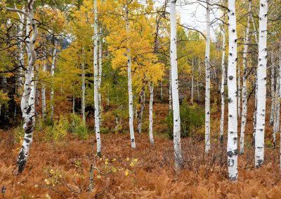 October Grove